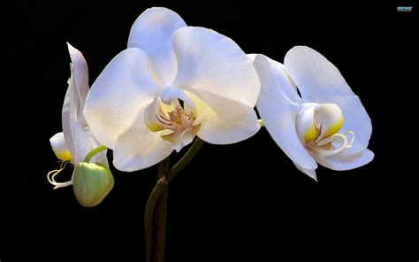 White Orchid .